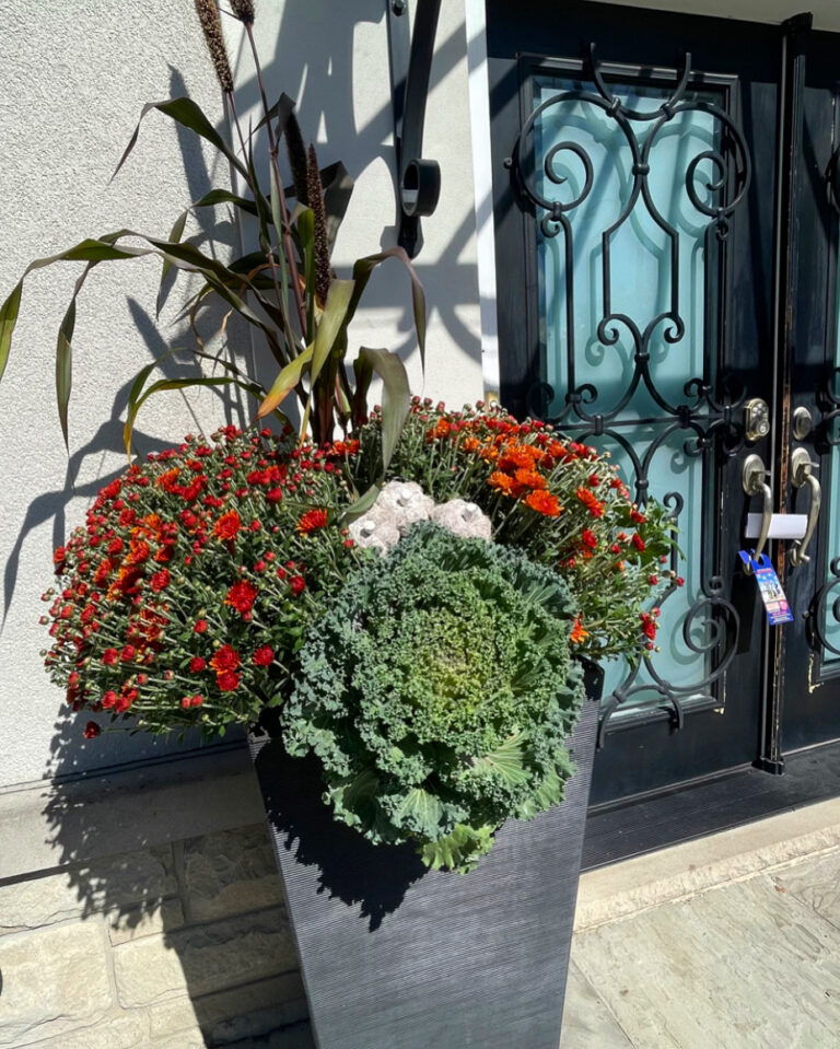 Red chrysanthemums and burgundy grass in a planter by an iron and glass entry
