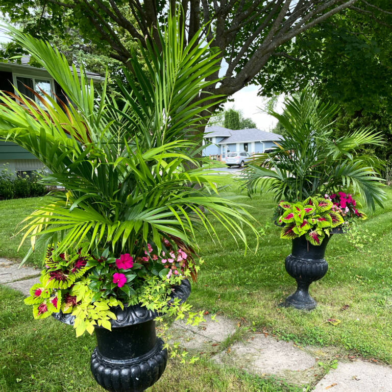 Pair of black urns with palms, coleus and red annuals on a lawn