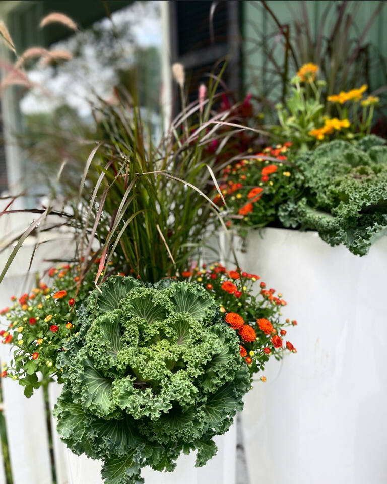 White fall planters with purple fountain grass, ornamental kale and orange mums