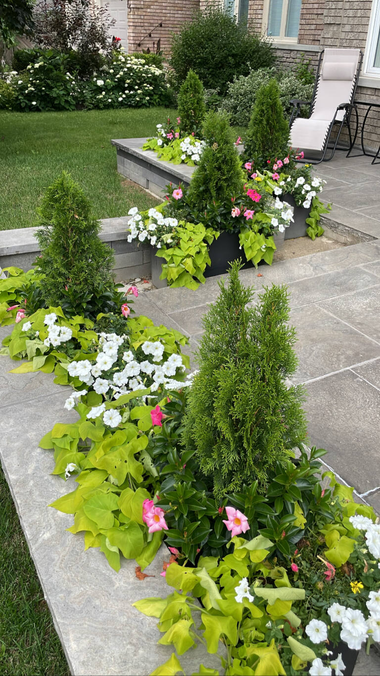 Row of summer planters with cone evergreens, white impatiens and lime sweet potato vine