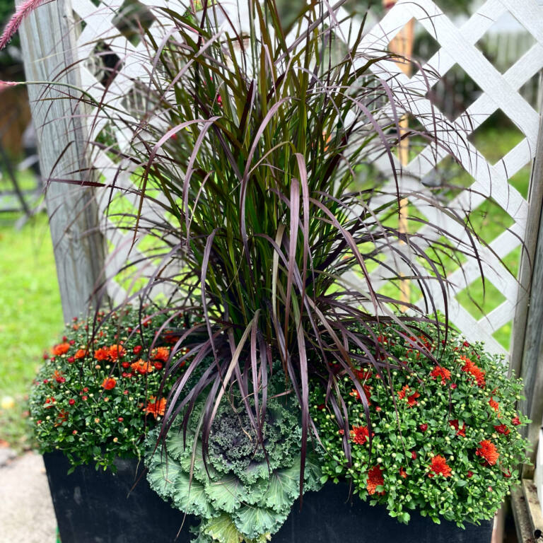 Fall planter with purple fountain grass, red mums and ornamental cabbage by a lattice