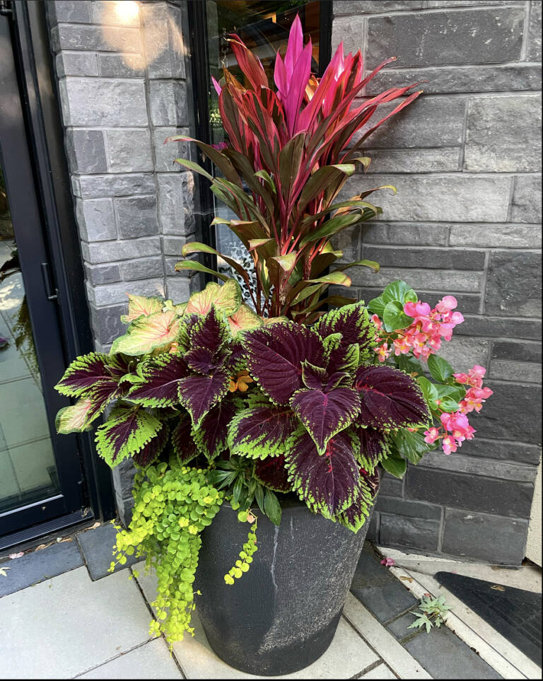 Summer planter with red cordyline, burgundy coleus, pink begonias and trailing creeping Jenny