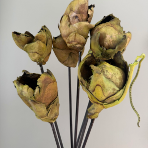 Green Coco Flowers | Preserved Tropical Blooms