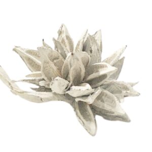 Soroccio Cluster | Dried Textural Botanical Bundle