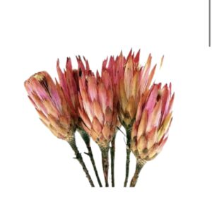 Dried Protea Flower | Bold Botanical Statement