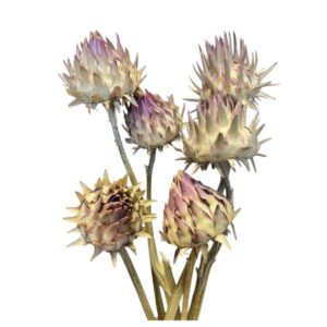 Mini Artichoke Hearts | Dried Botanical Accents
