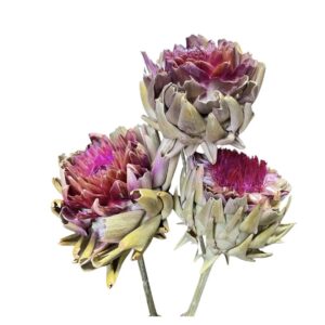 Jumbo Artichoke Hearts on Long Stems | Dried Botanical Statement Piece
