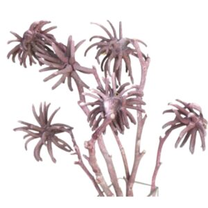 Striking Purple Eucalyptus Pod Stems | Dried Botanical Decor