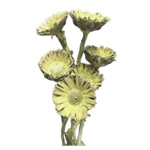 Bright 12" Yellow Compacta Faux Stems | Artificial Flower Arrangements