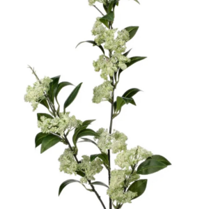 Wild Meadowsweet | Delicate Dried Floral Spray