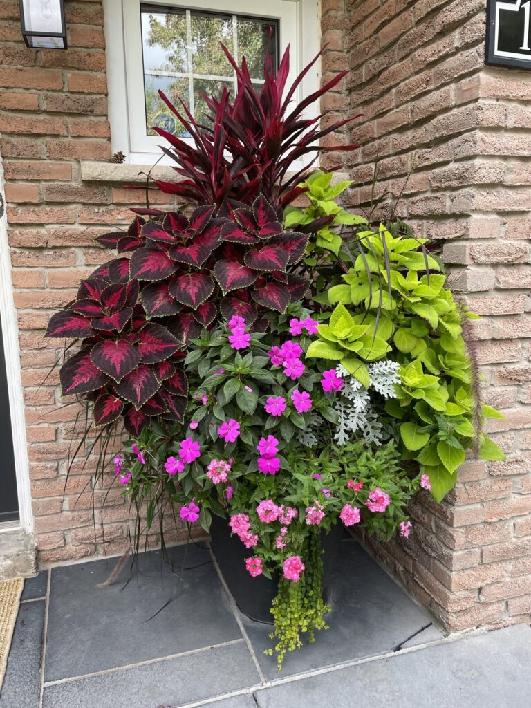 Brick wall planter with magenta blooms, lime foliage and burgundy fountain grass