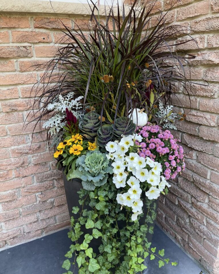 Brick wall planter with white chrysanthemums, evergreen and ornamental grasses