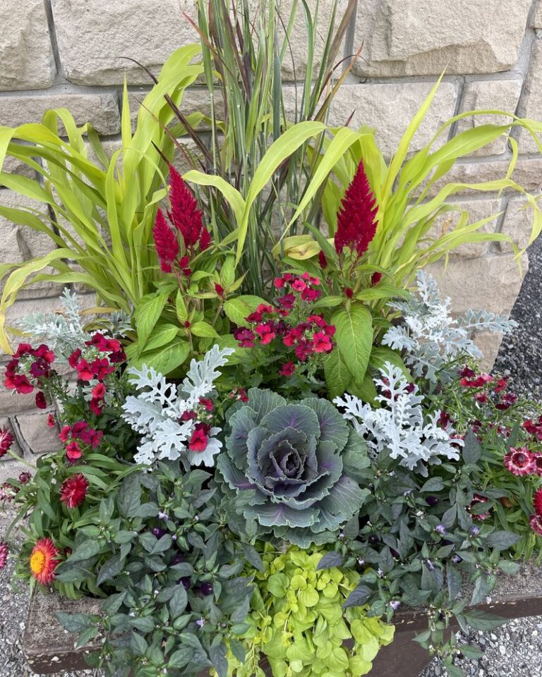 White planter layered with ornamental kale, magenta celosia, dusty miller and grasses