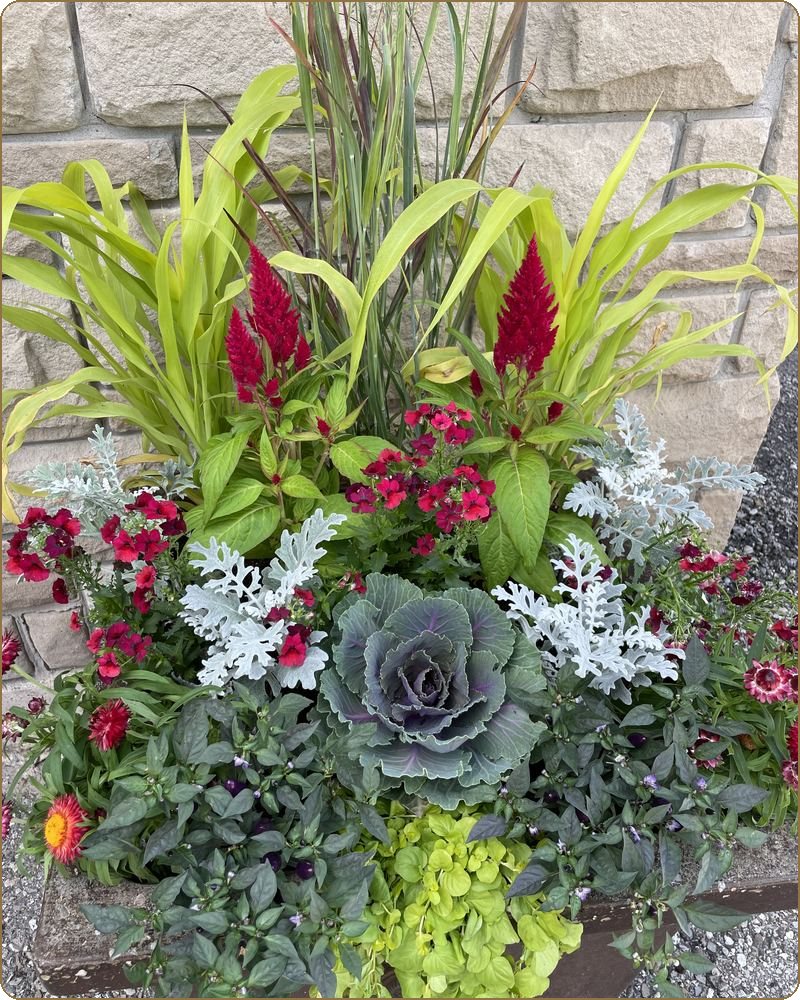 Fall planter layered with ornamental kale, magenta celosia, dusty miller and ornamental grasses