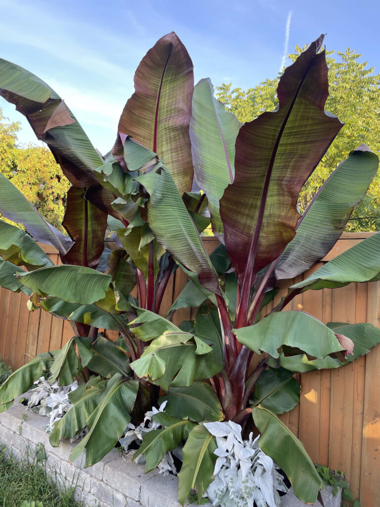 Red banana plant with deep burgundy leaves in a large fall planter, a tender tropical worth overwintering in Ontario