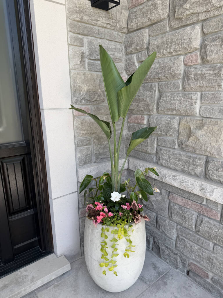 A tall white planter with a bird of paradise and trailing flowers tucked into the corner beside a black front door